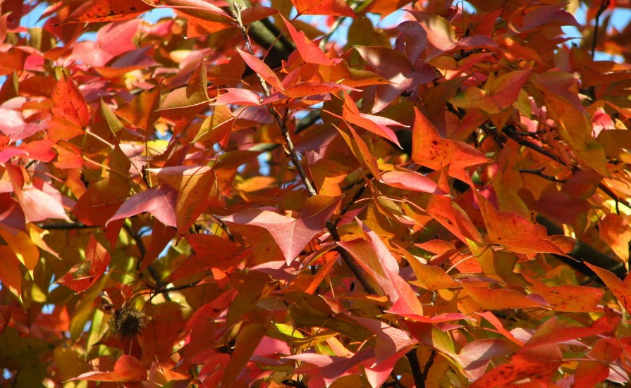 Liquidambar formosana seed